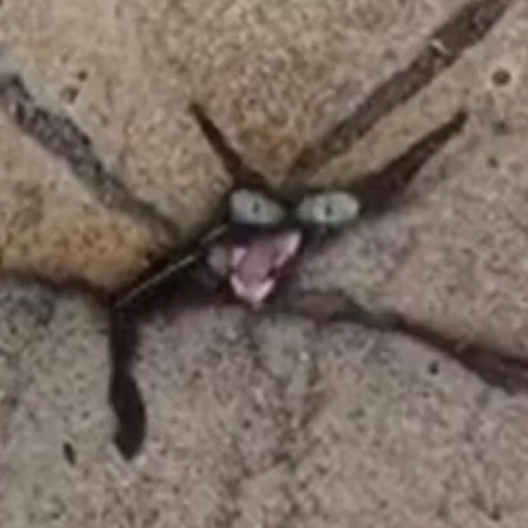 Meet your Posher, Bella - Picture 1 of 1